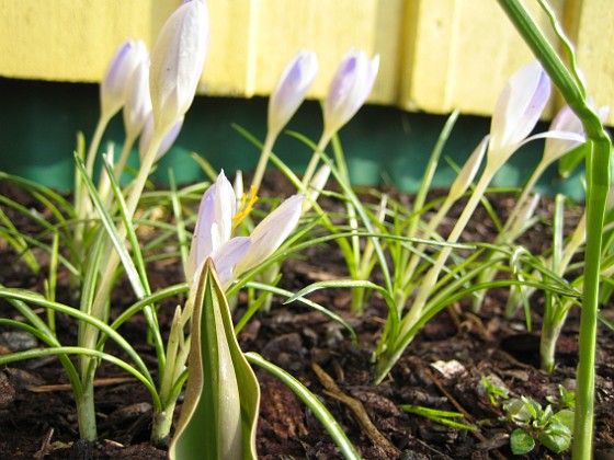 Krokus { Krokus. } 