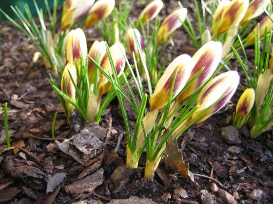 Krokus  
Krokus, Advance.  
2006-04-12 Bild 041  
Granudden  
Färjestaden  
Öland