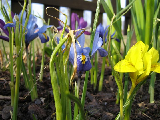 Iris { Dvärgiris. Regnbågsiris. } 