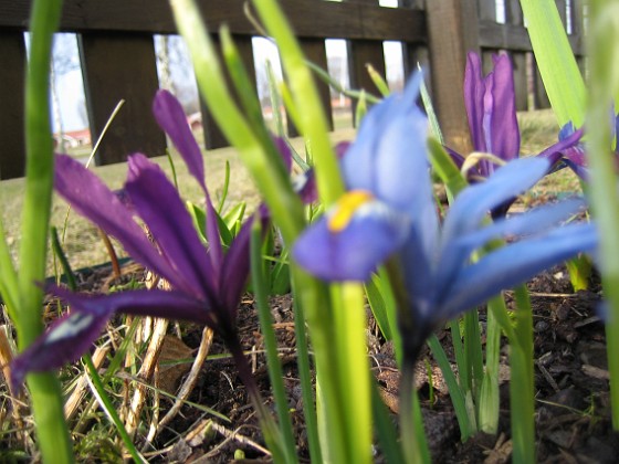 Iris { Regnbågsiris. } 