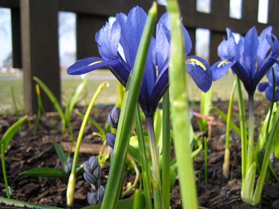 Iris 
Regnbågsiris.