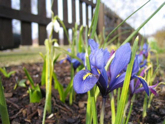 Iris { Regnbågsiris. } 