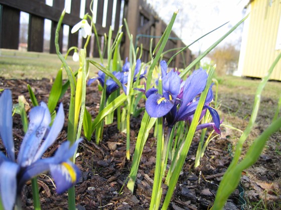 Iris { Regnbågsiris. } 