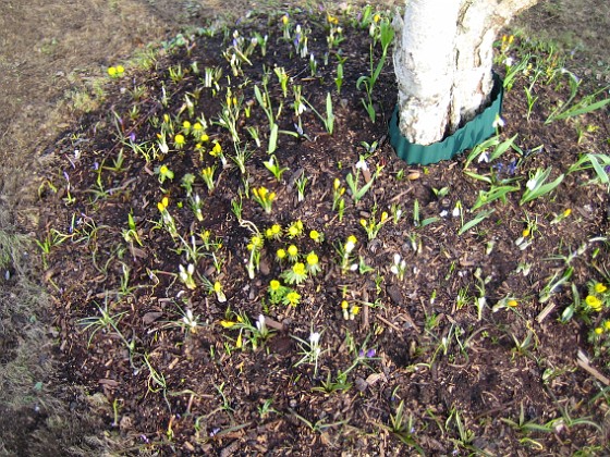 Björken 
Vintergäck, Krokus.