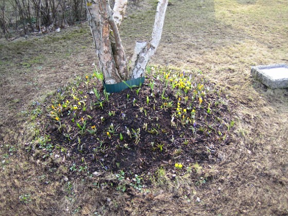 Björken 
Vintergäck, Krokus.