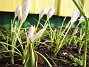 Krokus. (2006-04-12 Bild 037)