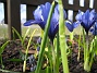 Regnbågsiris. (2006-04-12 Bild 048)