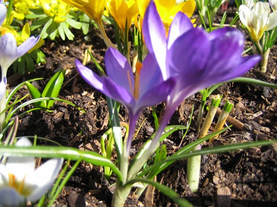 Krokus  
Krokus.  
2006-04-15 Bild 016  
Granudden  
Färjestaden  
Öland