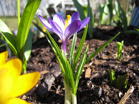 Krokus  
Krokus.  
2006-04-15 Bild 019  
Granudden  
Färjestaden  
Öland