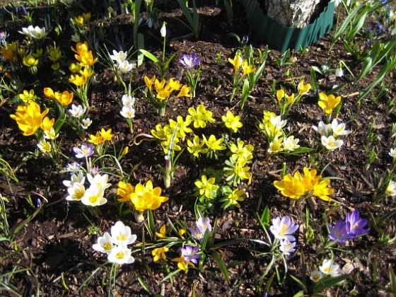 Björken  
Krokus, Vintergäck.  
2006-04-15 Bild 021  
Granudden  
Färjestaden  
Öland