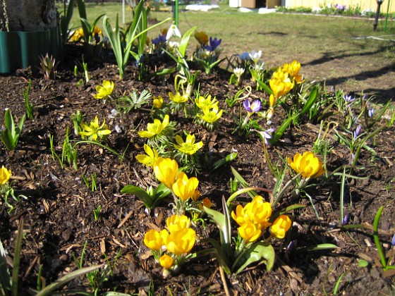 Krokus  
Krokus.  
2006-04-15 Bild 028  
Granudden  
Färjestaden  
Öland