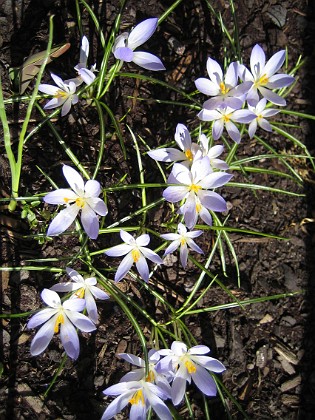 Snökrokus { Krokus. } 