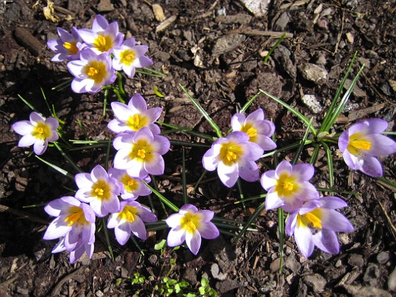 Krokus 
Krokus.