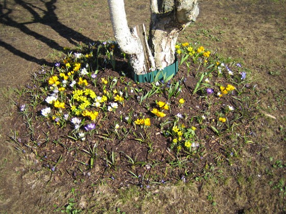 Björken 
Krokus, Vintergäck.