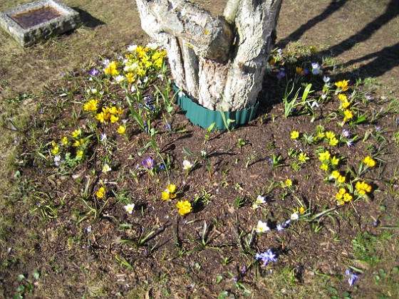 Björken  
Krokus, Vintergäck.  
2006-04-15 Bild 041  
Granudden  
Färjestaden  
Öland