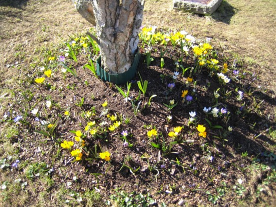 Björken 
Krokus, Vintergäck.