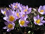 Krokus. (2006-04-15 Bild 030)