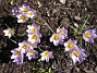 Krokus. (2006-04-15 Bild 037)