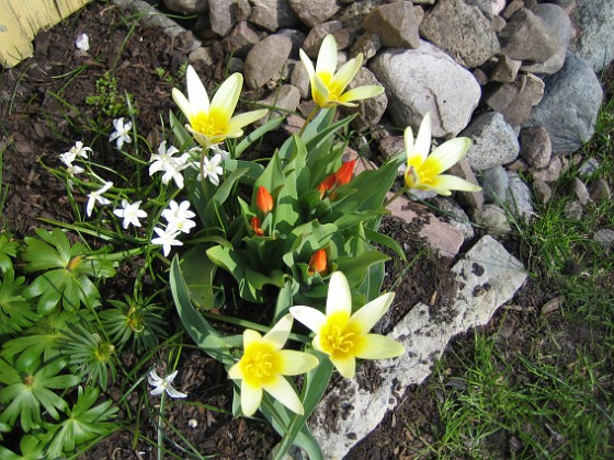 Näckrostulpan { Näckrostulpan, Anemontulpan, Vit vårstjärna. } 