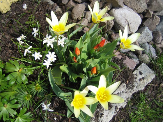 Näckrostulpan  
Näckrostulpan, Anemontulpan, Vit vårstjärna.  
2006-04-23 Bild 012  
Granudden  
Färjestaden  
Öland