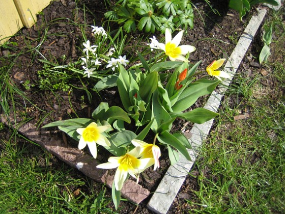 Näckrostulpan { Näckrostulpan, Anemontulpan. } 