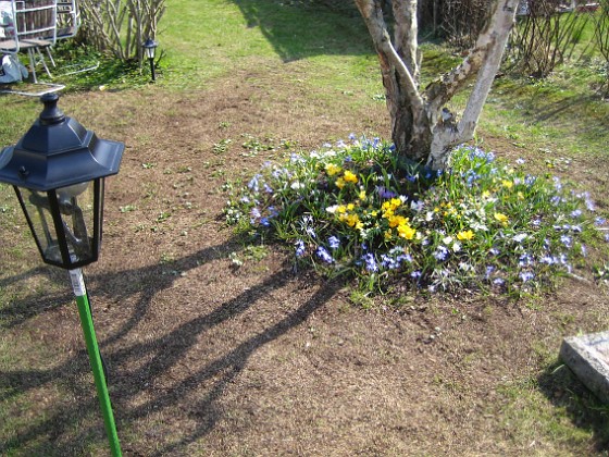 Björken 
Krokus, Vårstjärna.