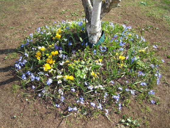 Vårstjärna 
Vårstjärna, Krokus.