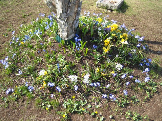 Vårstjärna  
Vårstjärna, krokus.  
2006-04-23 Bild 020  
Granudden  
Färjestaden  
Öland