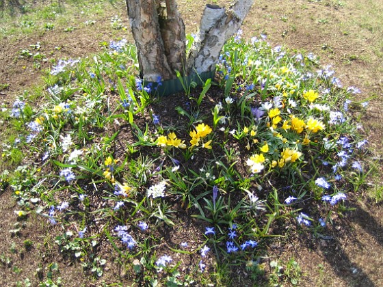 Vårstjärna och Krokus  
Vårstjärna, Krokus.  
2006-04-23 Bild 021  
Granudden  
Färjestaden  
Öland