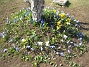 Vårstjärna  
Vårstjärna, krokus.  
2006-04-23 Bild 020