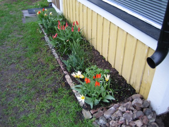 Altanen  
Näckrostulpan, Anemontulpan, Kaufmannianatulpan.  
2006-04-30 Bild 013  
Granudden  
Färjestaden  
Öland