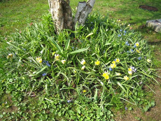 Björk 
När alla Krokus blommat över, så är det inte mycket kvar - utom gröna blad. Dock ser vi några  Flocktulpaner.