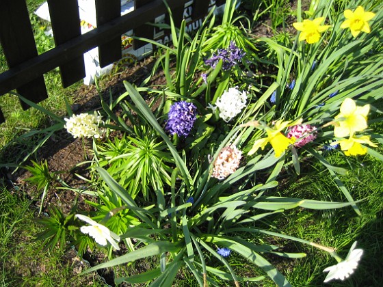 Hyacinter och Påskliljor
