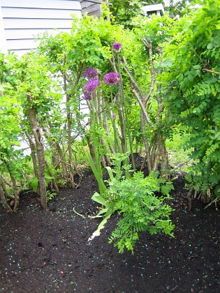 Allium Purple Sensation 
