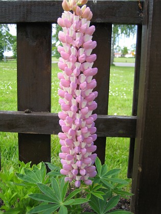 Lupin  
  
2006-06-06 Bild 021  
Granudden  
Färjestaden  
Öland