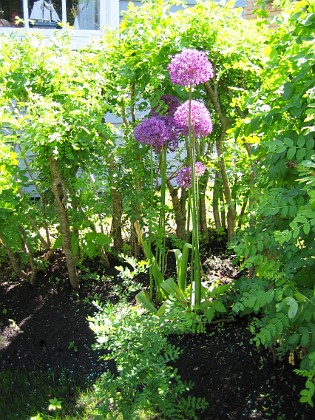 Allium Purple Sensation