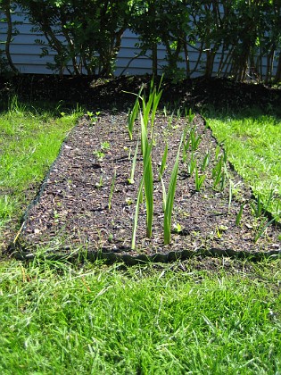 Uteplatsen 
Här har jag satt tre stycken Fjärilsbuskar men det som syns just nu är Gladioler.