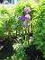 Allium Purple Sensation  
  
2006-06-11 Bild 001