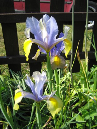 Iris  
  
2006-06-20 Bild 002  
Granudden  
Färjestaden  
Öland