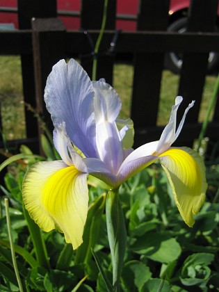 Iris {  } 