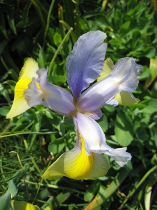 Iris {  } 