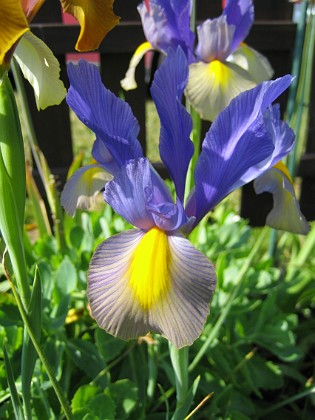 Iris  
  
2006-06-20 Bild 009  
Granudden  
Färjestaden  
Öland