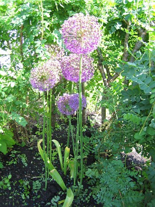 Allium Purple Sensation