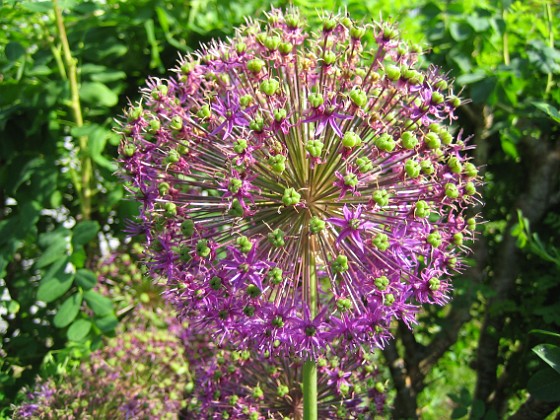 Allium 'Purple Sensation' {  } 