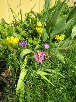 Allium Guldlök, Berglök