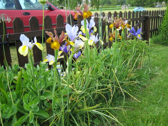 Iris  
  
2006-06-20 Bild 018  
Granudden  
Färjestaden  
Öland