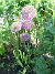 Allium Purple Sensation  
  
2006-06-20 Bild 015
