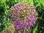 Allium 'Purple Sensation'