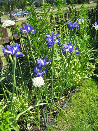 Iris  
  
2006-06-25 Bild 013  
Granudden  
Färjestaden  
Öland