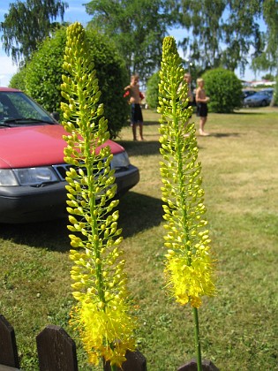 Kleopatras Nål  
  
2006-07-02 Bild 002  
Granudden  
Färjestaden  
Öland